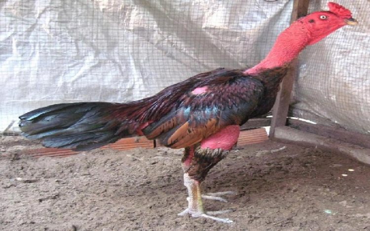 Top 7 Các Bệnh Thường Gặp Ở Gà Chọi Và Cách Chữa Trị Dứt Điểm