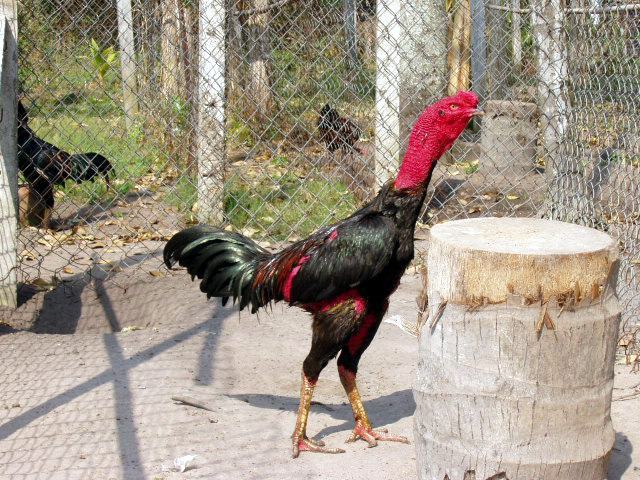 Top 7 Các Bệnh Thường Gặp Ở Gà Chọi Và Cách Chữa Trị Dứt Điểm