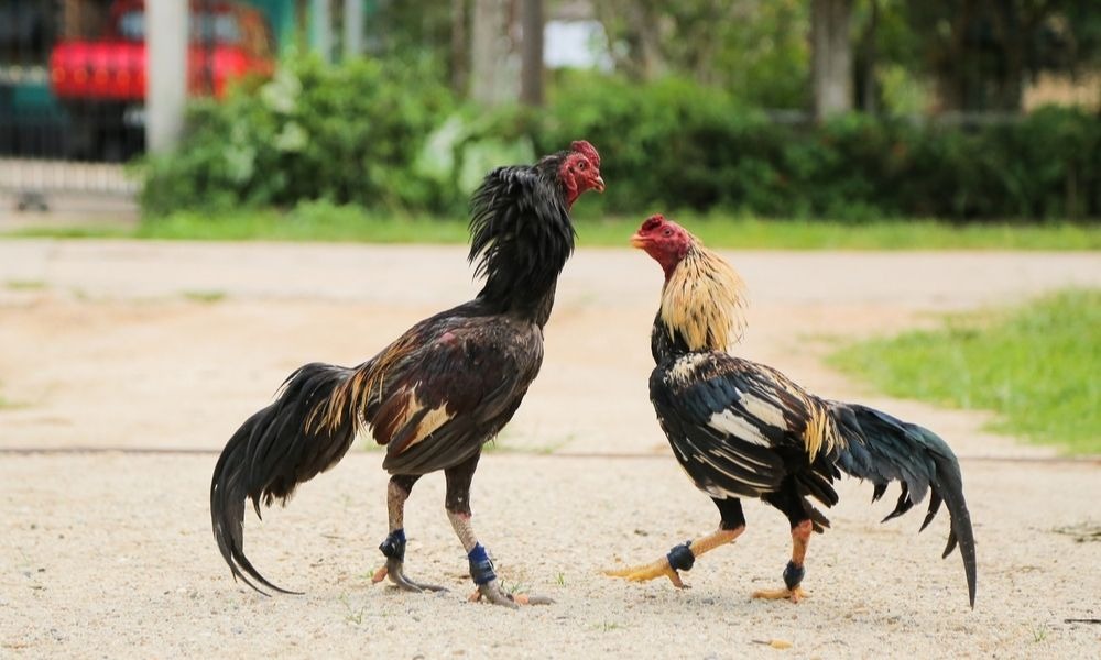 Gà Đá Bị Kén Mép: Nguyên Nhân, Phương Pháp Điều Trị Và Phòng Ngừa