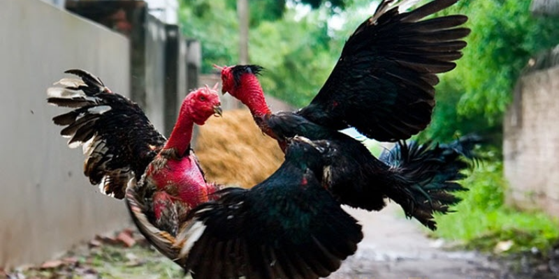 Giống Gà Đá Hay Nhất Và Cách Nhận Biết Chiến Kê - JUN88