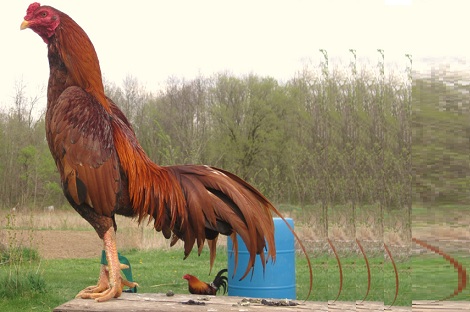 Mua bán Gà Asil Trống, Mái, Giống Tốt, Khỏe, Giá Rẻ, Uy Tín