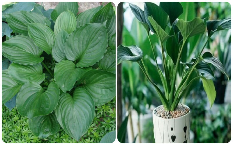 ý nghĩa cây thanh tâm Thanh Tâm - Gắn kết gia đình