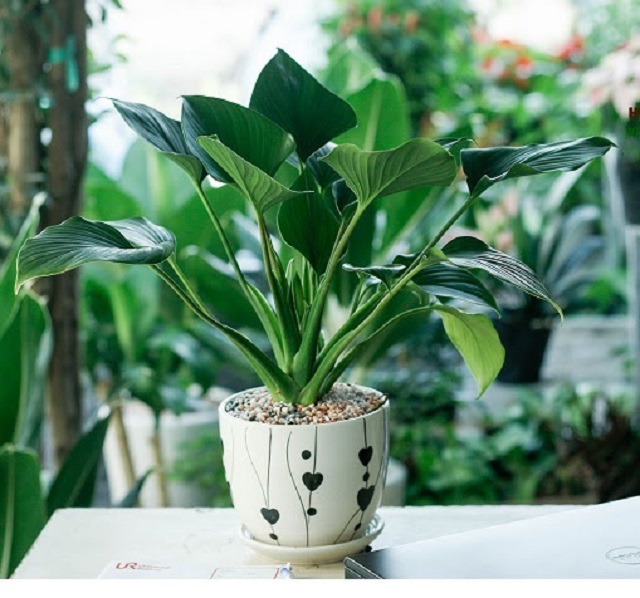 ý nghĩa cây thanh tâm Thanh Tâm - Cải thiện chất lượng không khí