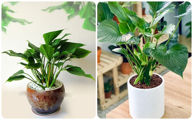 ý nghĩa cây thanh tâm Thanh Tâm - Biểu tượng của sự thanh tịnh