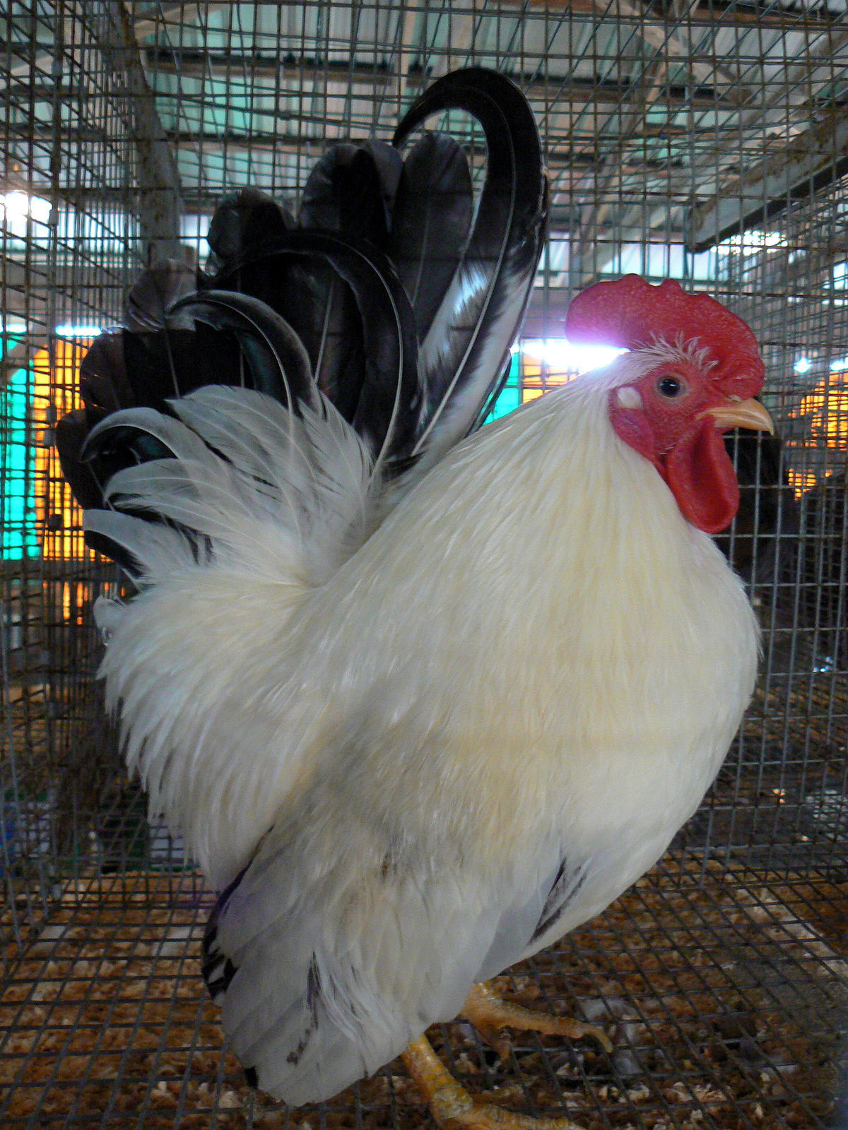 Gà tre Nhật Bản là gì? Đặc điểm nhận dạng của gà tre Nhật